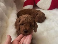 45 GÜNLÜK POODLE KAHVERENGİ BEBEKLER