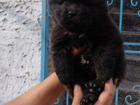 ÇİN ASLANI KÖPEĞİ