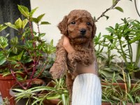 MÜKEMMEL KALİTEDE TOY POODLE MİNNOŞLAR