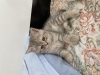 British shorthair bebeklerimize yuva arıyoruz