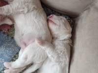 Tibet Terrier 15 günlükler