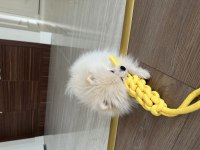7 Aylık Sevimli Pomeranian Milky