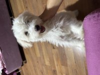 Maltipoo 3.5 aylık