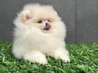 Orjinal Pomeranian Boo Yavrularımız