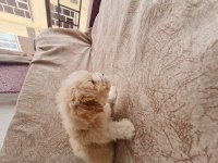 Maltipoo dişi erkek