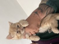 2 aylık exotic shorthair yavrular
