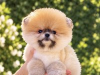 PORTAKAL GİBİ DİŞİ POMERANİAN BOO