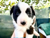 Border collie köpeğimiz için anlayan yazsın lütfen