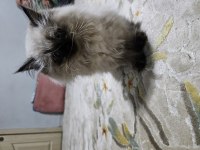 Safkan british shorthair yavruları