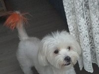 Maltese orijinal terrier 1 yaş