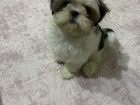 3 aylık dişi has shih-tzu