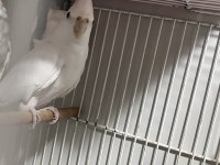 Albino SULTAN PAPAĞANI 1 yaşında Dişi
