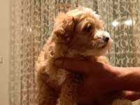 maltipoo yavrular (sağlık ve ırk garantili)