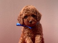 Safkan Toy Poodle Yavrularımız