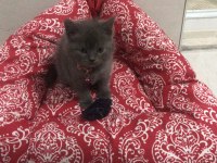 British shorthair yavrularımız yuvalarını arıyor