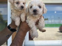 Maltipoo Adrese Teslim, Kapıda Ödeme Yapabilirsiniz