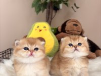 Golden British Shorthair Bebekler