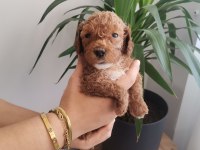 450 gram dişi toy Poodle
