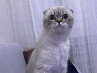 3 yaşında scottish fold 3 gün önce çiftleştirdim
