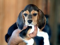 Beagle yavrularımız mükemmel bebekler