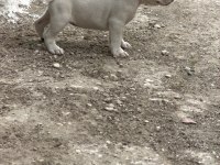 Dişi french bulldog yavrusu