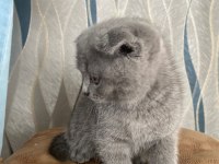 45 günlük erkek scottish fold (kırık kulak)