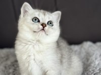 British longhair ve shorthair silver
