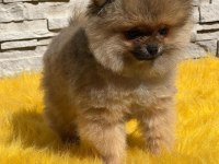 Antalya pomeranian boo