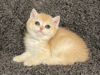 Anne Baba Şecereli Safkan Golden NY12 Dişi British Shorthair