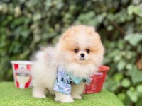 Safkan Pomeranian Boo Yavrularımız