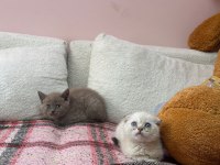 KOCA KAFA KEDİLERİMİZ AA KALITE SAFKANDIR