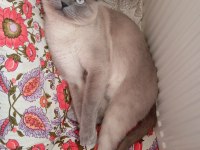 Blue point 1,5 yaşında british shorthair