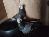 Çift Baska Takım Güvercin