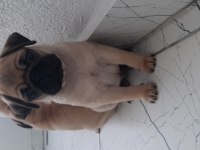 Pug bebekleri