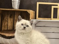 Brıtısh Shorthair Yavrularım 
