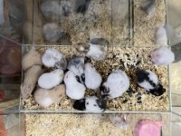 Yavru Hamster