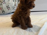 TOY POODLE YAVRULARI YENİ YUVALARINI BEKLİYOR