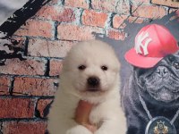 Samoyed bebekler için acele edin