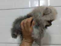 Orjinal ayı surat pomeranian boo yavrularımız