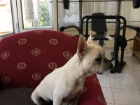Sağlıklı,ırk garantili French Bulldog yavrusu
