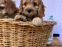Orjinal cavapoo yavrular