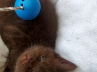 Çikolata ve çikolata point british shorthair ponçiklerim