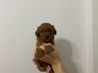 Şov kalite sağlık ırk garantili poodle yavrularımız