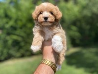 DİŞİ MALTİPOO YAVRUMUZ