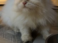 Maviş Himalayan Kızımız Bella