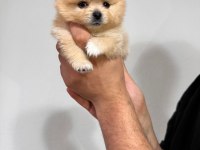 Pomeranian boo
