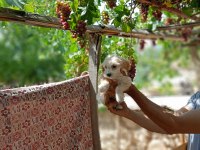45 günlük dişi ve erkek maltipoo bebekler