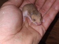 SEVİMLİ HAMSTER YAVRULARI