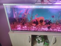 4 büyük boy melek balığı