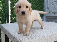 Dişi erkek golden retriever bebekler